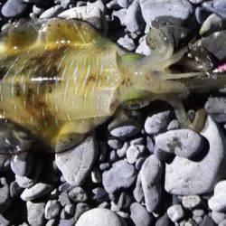 石津浜エギングの釣果